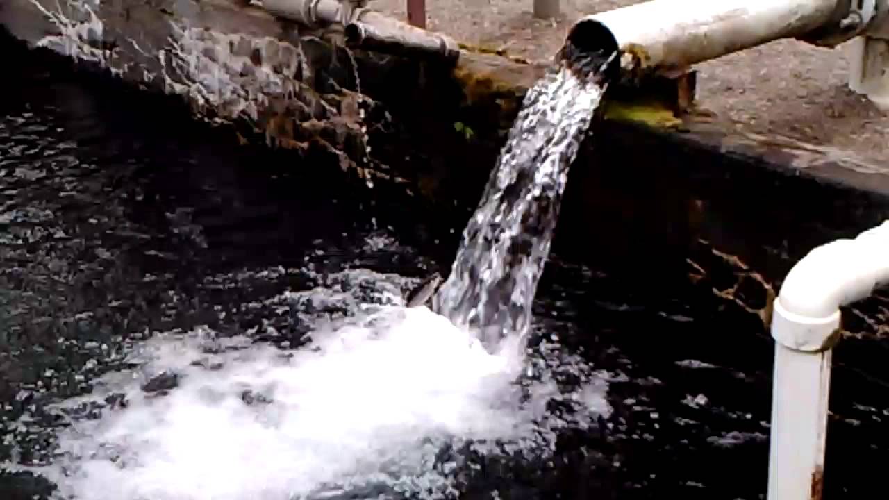 Rainbow Trout at the Wizard Falls Fish Hatchery.