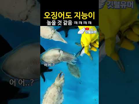 오징어도 키울 맛 날 것 같은데? ㅋㅋㅋㅋㅋㅋ thumbnail