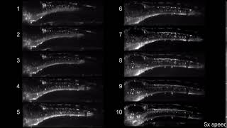 Time dependent 3D functional imaging visualization for zebrafish