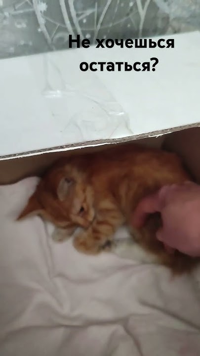 Небольшая история Пикса 🐱#cat #пикс#тренд - YouTube