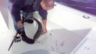 Barnegat inlet Striped bass