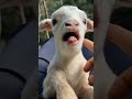 goat comedy 🐐🐐