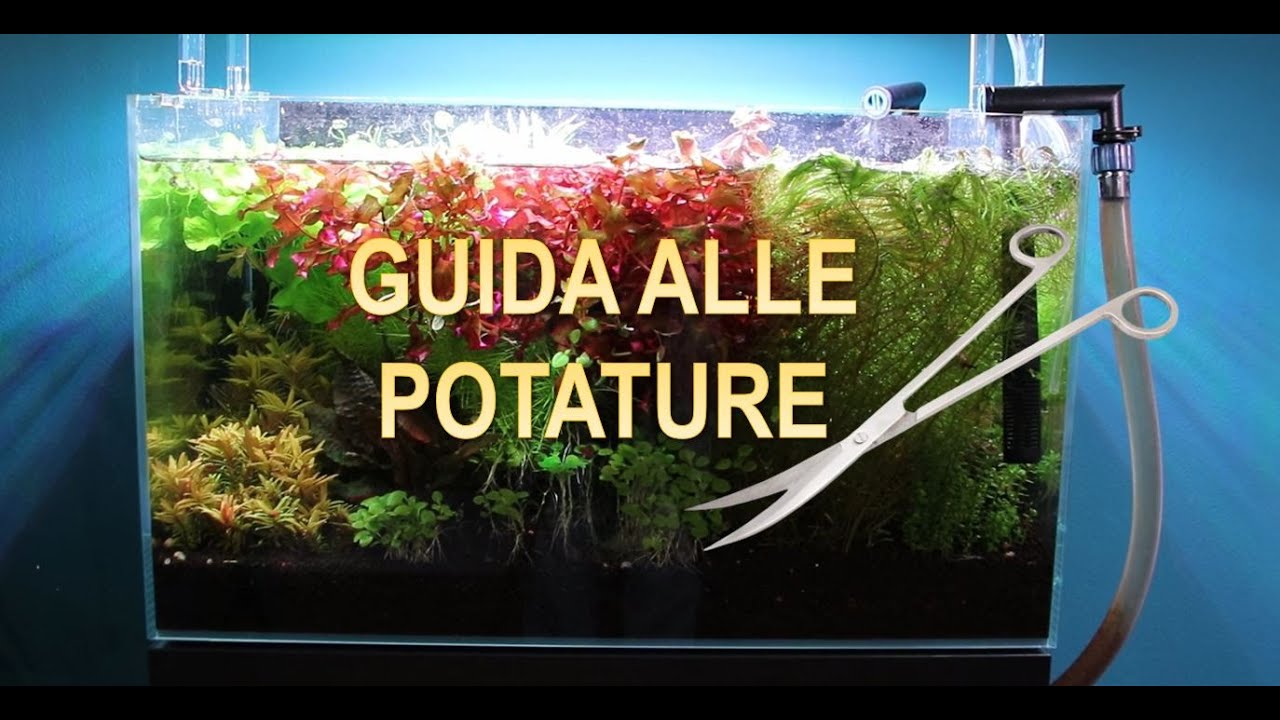 Come potare le piante in acquario, un esempio pratico.
