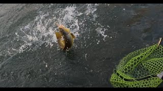 Fishing for big trout on the Spring River.
