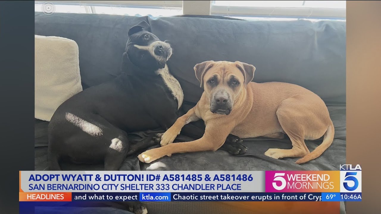 Kacey's Cause 4 Paws: Adopt Wyatt & Dutton