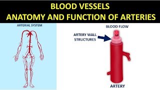 Blood Vessels - Anatomy and Function of Arteries