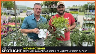 Perennials &amp; More at Angiuli's Farm Market - Canfield, Ohio