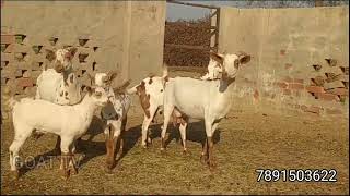 barbari goats information बकरी पालन की जानकारी बकरी पालन से किसान करे रहे लाखो की कमाई।