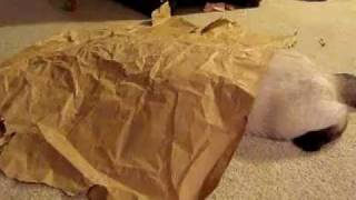Siamese Rescue Henry Lee and his paper bag