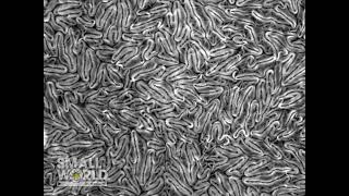 Friction Transition in a Microtubule-Based Active Liquid Crystal | 2024 Nikon Small World