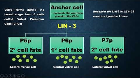 Vulva Development in C. elegans