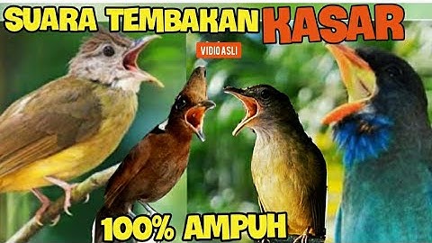 SUARA TEMBAKAN KASAR !! DUET CILILIN .KAPAS TEMBAK  .TENGKEK BUTO . CUCAK JENGGOT (10 jam)