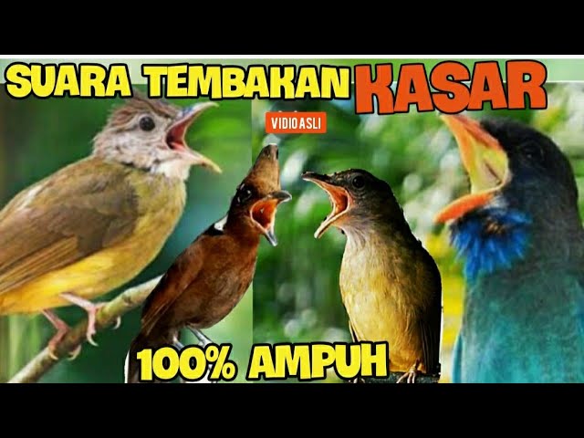 SUARA TEMBAKAN KASAR !! DUET CILILIN .KAPAS TEMBAK  .TENGKEK BUTO . CUCAK JENGGOT (10 jam) class=