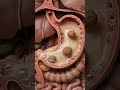 Does Cold Water Ruin Your Digestion?(Shocking Truth) so 😱 #shorts #shorts feed#viral