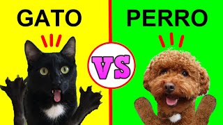 Gato vs perro / 3 diferencias entre gatos graciosos Luna y Estrella y mis perros / Videos de gatitos