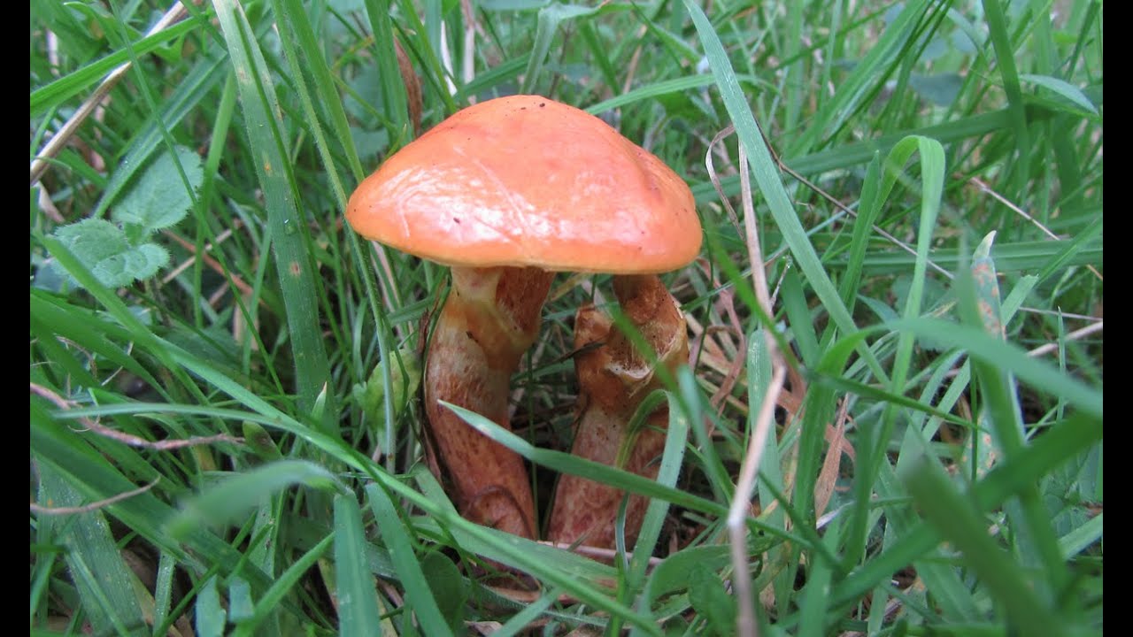Suillus Mushrooms Documentary YouTube