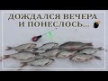 Дождался вечера и понеслось...Ловля плотвы зимой.Плотва на донку.Новая оснастка.