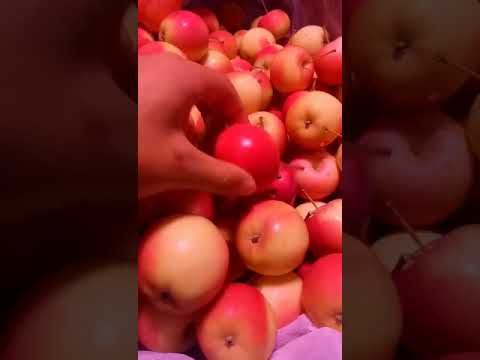 #你是我的小呀小苹果