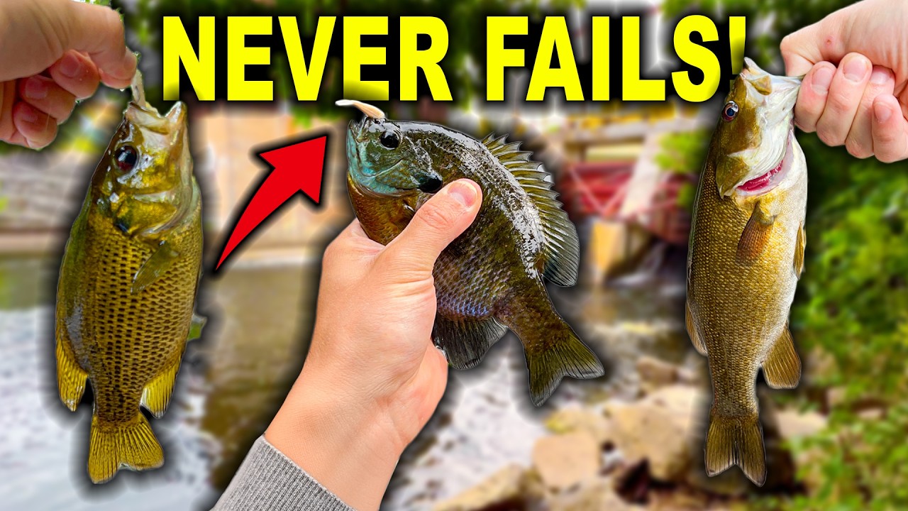 This Fishing Rig NEVER Fails! (Multiple Species Caught)