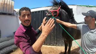 الاستعداد لمبارات (sorec) وكيفية العناية بالحصان البربري (cheval barbe) أقدم سلالة الخيول في المغرب
