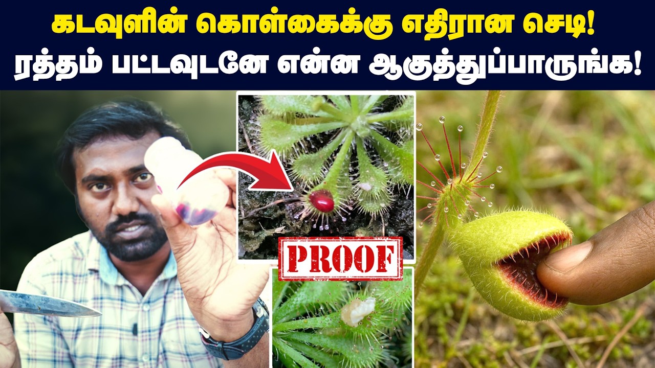 🤯 ரத்தம் பட்ட உடனே என்ன ஆகுதுன்னு நீங்களே பாருங்க! | Sundew plant - how do they eat & hunt