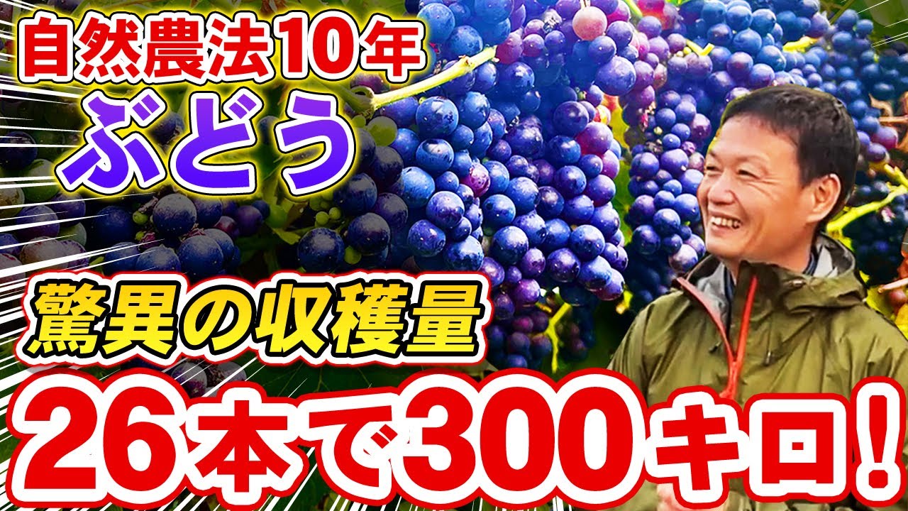 Natural Farming 258] Is it really the first year? Potato harvest