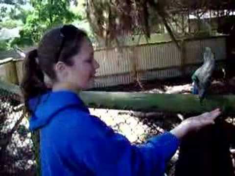 Megan Feeding the Cassowary