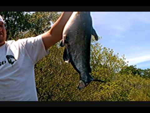 Altamaha River Flathead Fishing Trip April 17, 2009