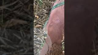 Nyamuknya suka di tepuk #nyamuk