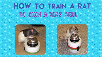 How To Train A Rat To Ring A Desk/Call Bell