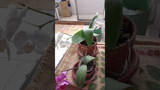 大武&amp;市場型蝴蝶蘭260425（背音： Adele Hello