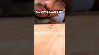 My Ant Escaped