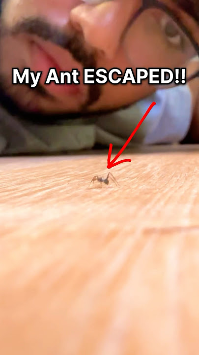My Ant ESCAPED!!