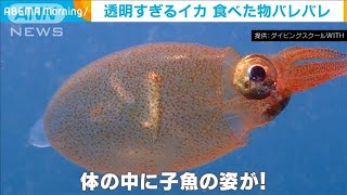 海は広いな不思議だな　ダイバー撮影の貴重映像(2021年4月7日)