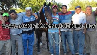 Puro, Icaño (16-11-14)