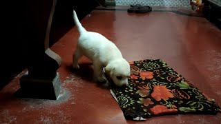 Tobi Eating Rug Cute Puppy Reaction Furry Tales