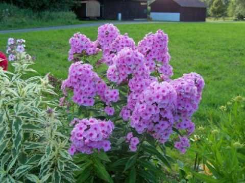 Video: Qor Phlox