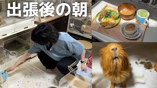 出張から帰宅、多頭飼いの朝は大変なことになっていました