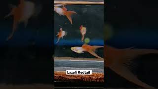 Lazuli Redtail Double 