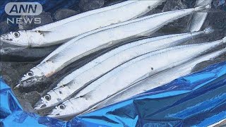 初夏のサンマ漁　今年の漁獲量はゼロ　その原因は・・・(20/07/27)