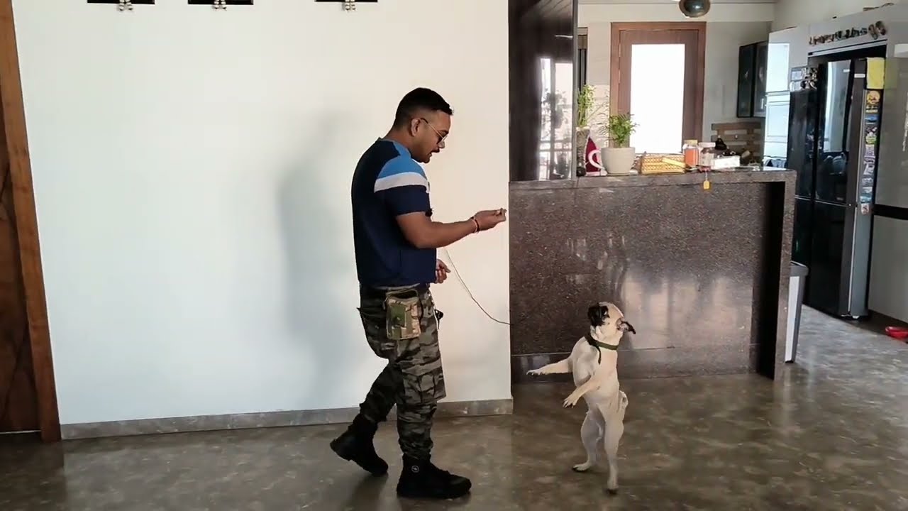 Pug enjoy the Training 