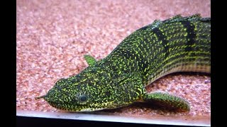 [Bichir] Incredible Bichir Facts! || Bichir Appearance | Bichir Distribution, Population and Habitat