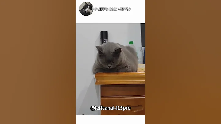 Video 9932521: cat pets funnycatvideos, pets animals funnycatvideos, cats funny pets animals