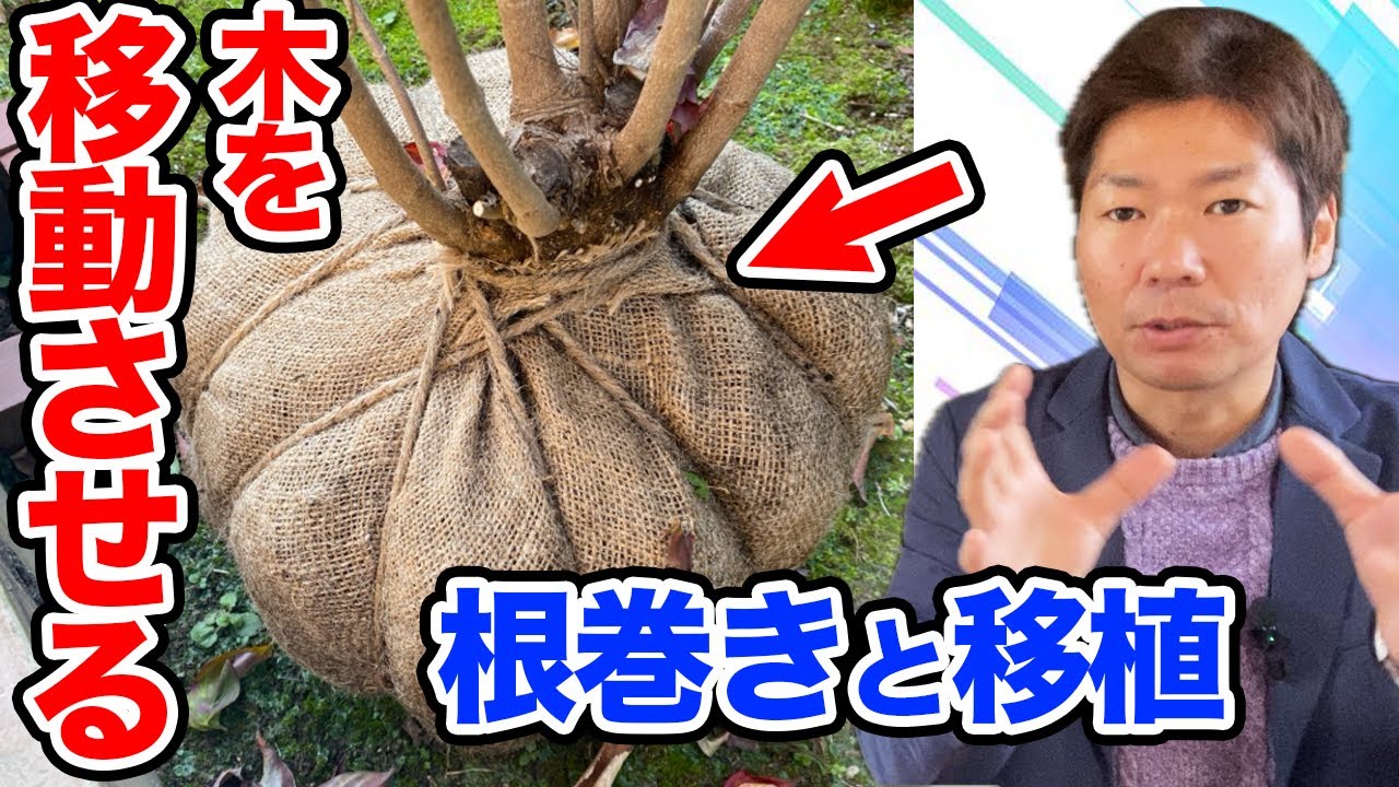 イヌシデ　根巻き 庭づくりや樹木移植『根巻き』やり方、ポイントをご紹介！