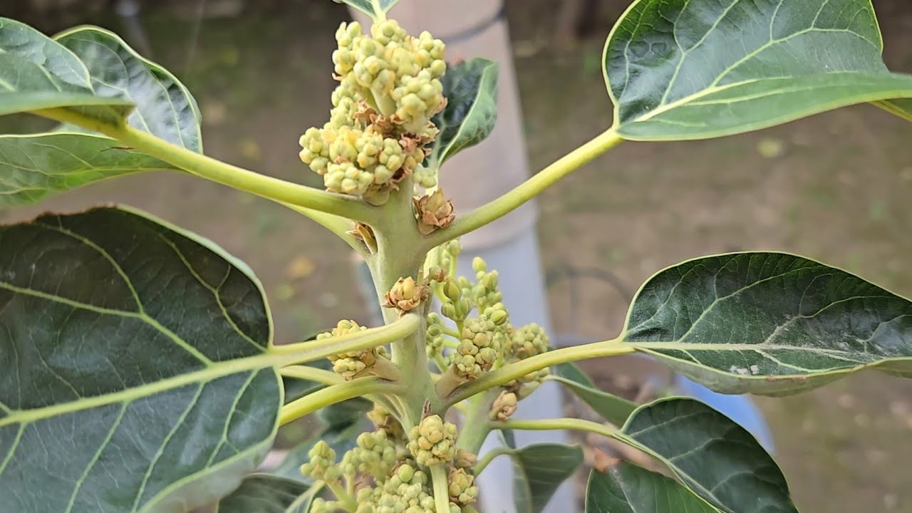 Как улучшить опыление авокадо (типы А, В).