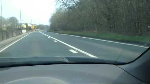 Wild boar in forest of dean