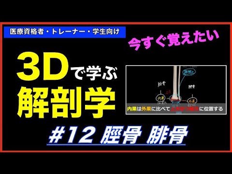 ＃12 脛骨　腓骨【3Dで学ぶ解剖学】