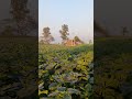 farmer life #trending #video #shorts