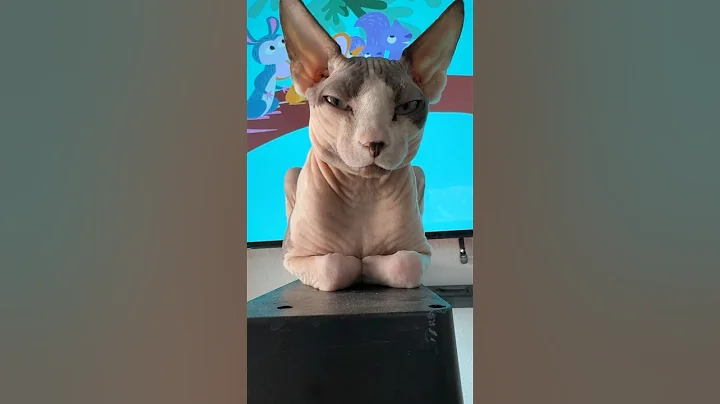 Video 7564061: sphynx catlover cutecat, sphynx cat cutecat, sphynx catlover cute