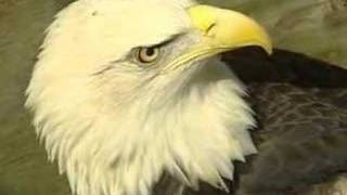 NJN News Environment Report - Bald Eagles Record